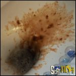 The Biggest Diarrhea In The World Full HD 1080 (Solo Scat, Poopping, Shitting) 21/11/2016